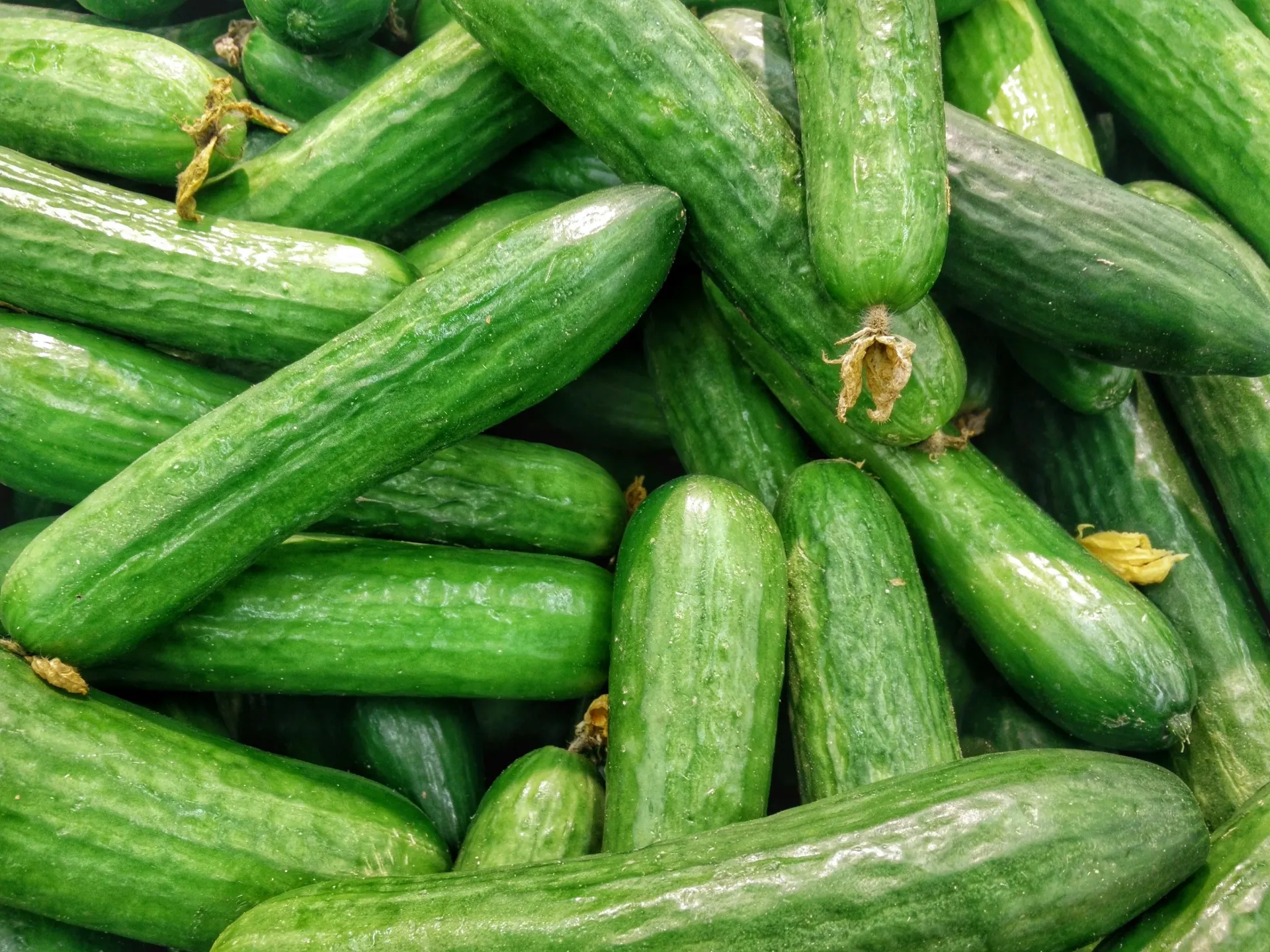 Cucumber - Each