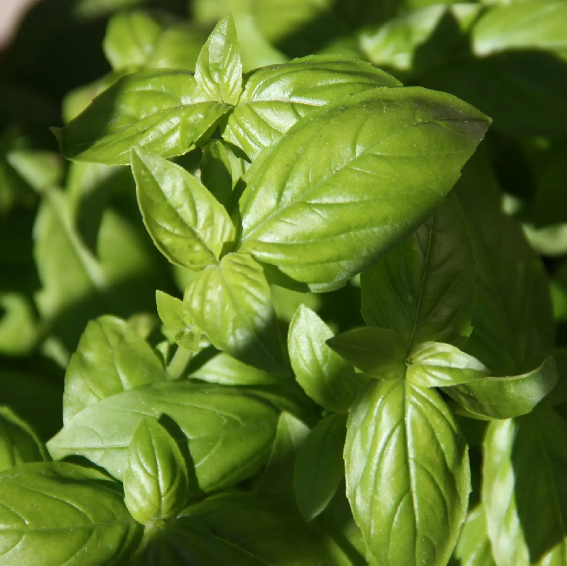 Basil bunch - Each
