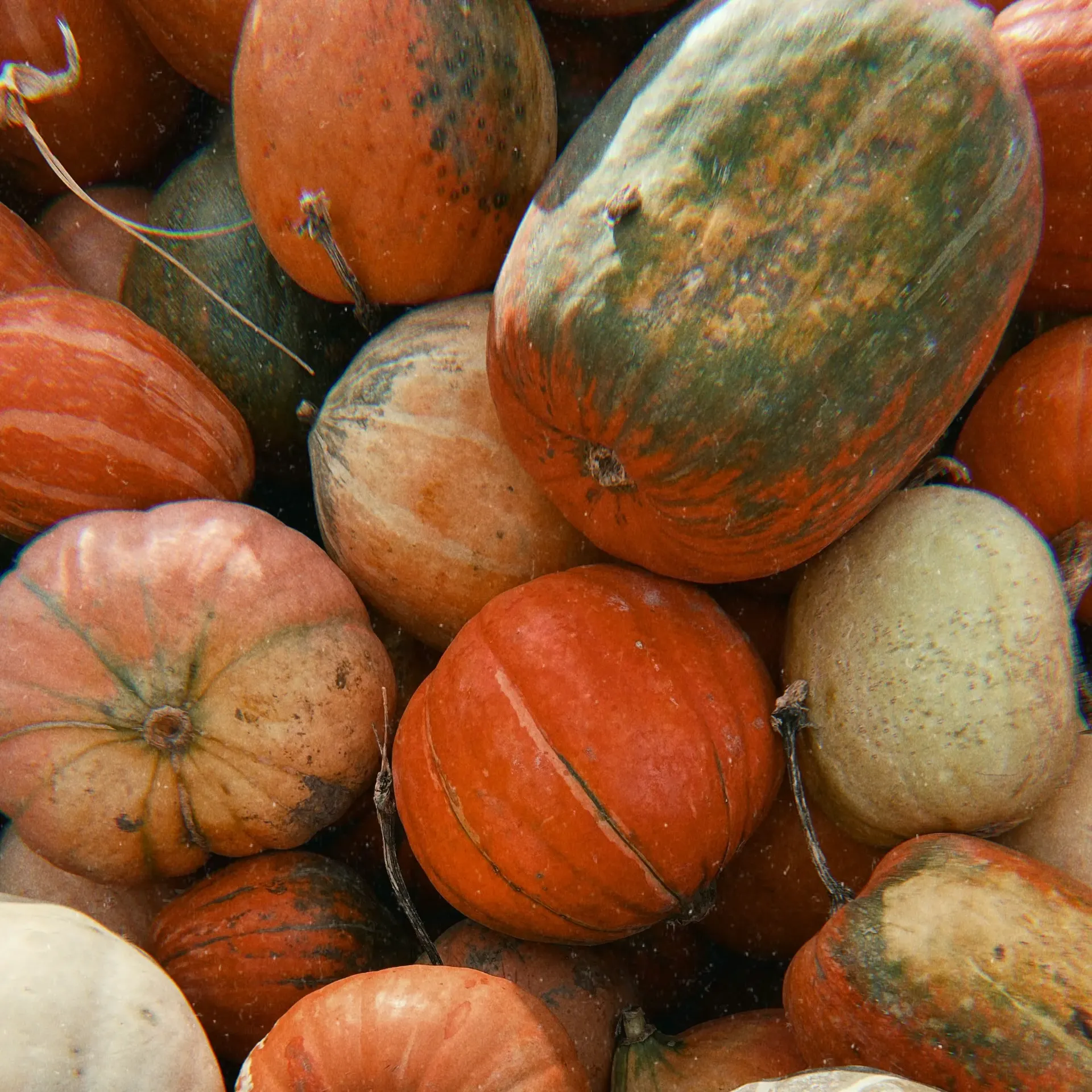 Winter squash - Each