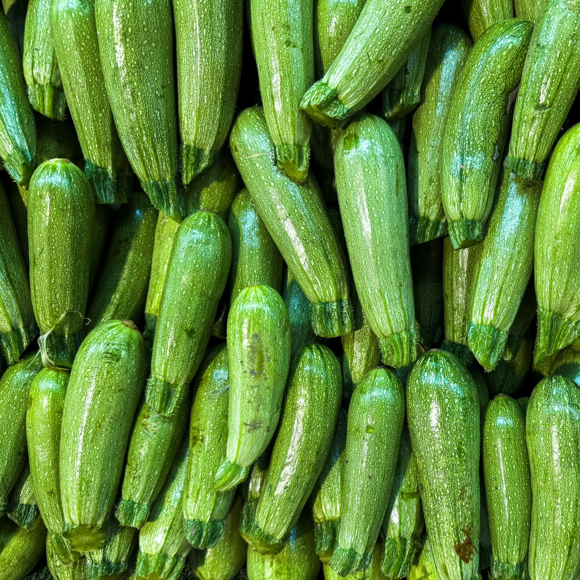 Courgette - Kg